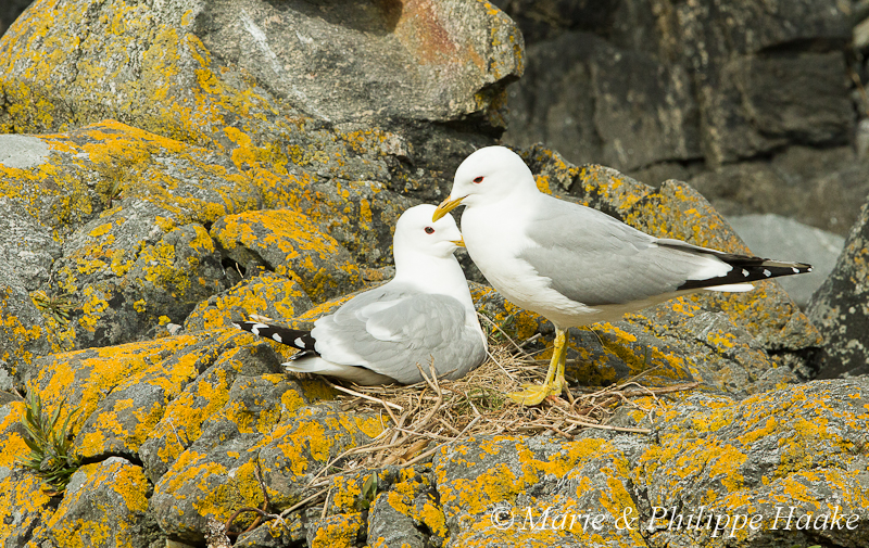 Goeland cendre 3749.jpg - Goélands cendrés nichant juste devant le camping de Runde (Norvège, 2012)